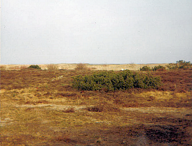 Kig 1977 Start Klitrosevej mod havet